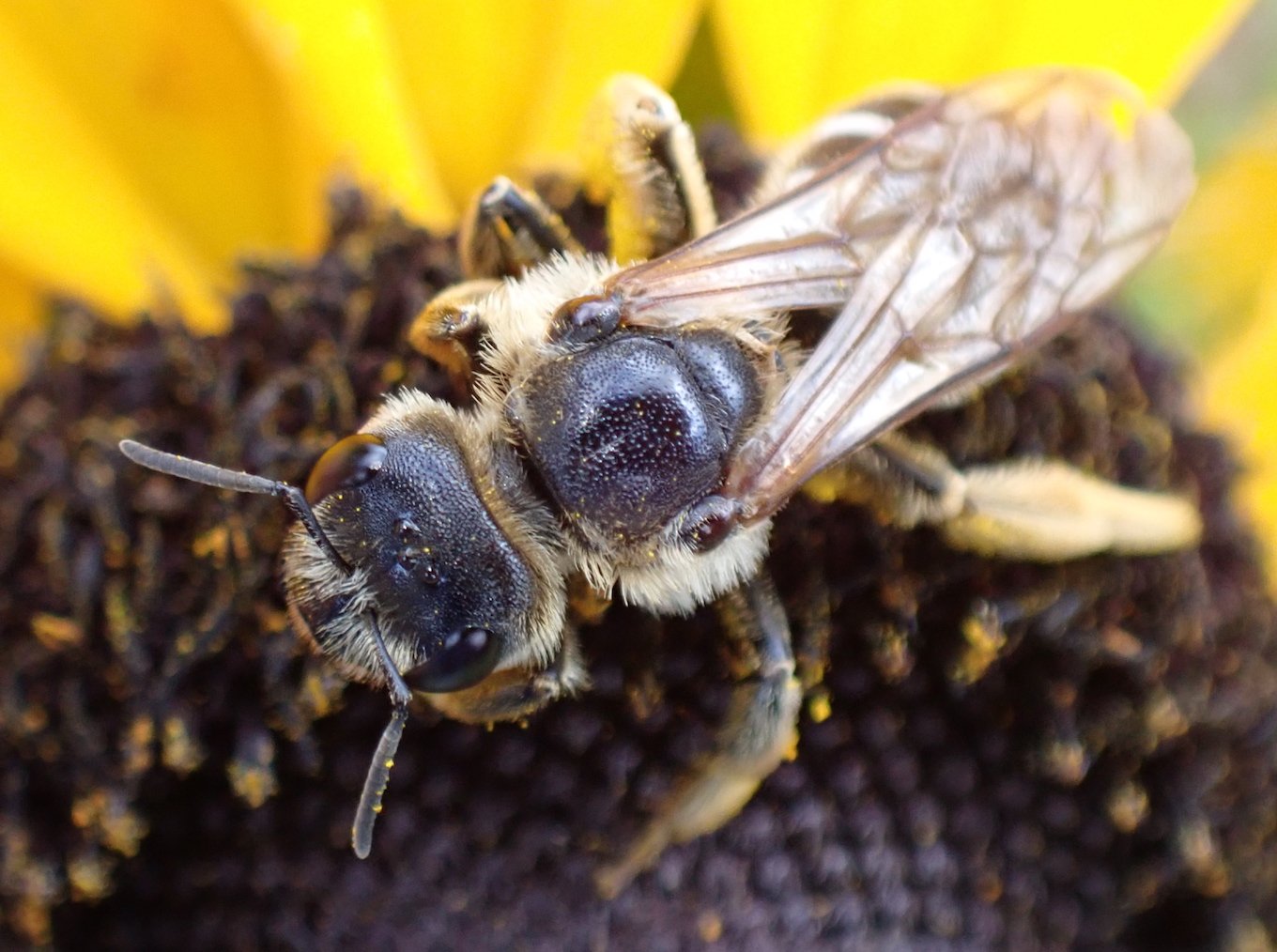 Réf. 333289 — INSECTA > Hymenoptera > Halictidae > Halictus (Halictus
